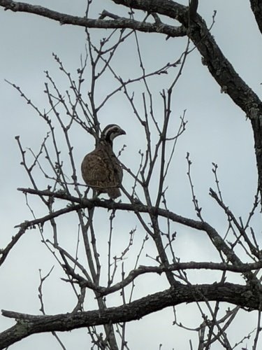 Northern Bobwhite