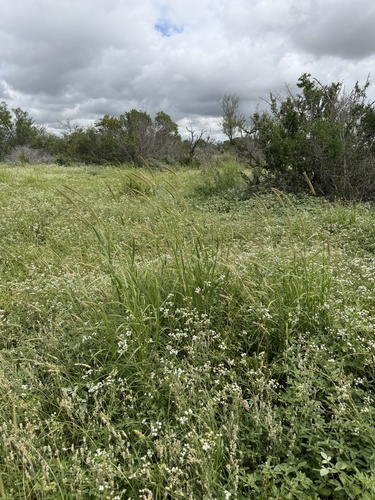 buffelgrass