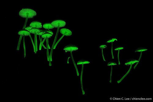 luminous porecap