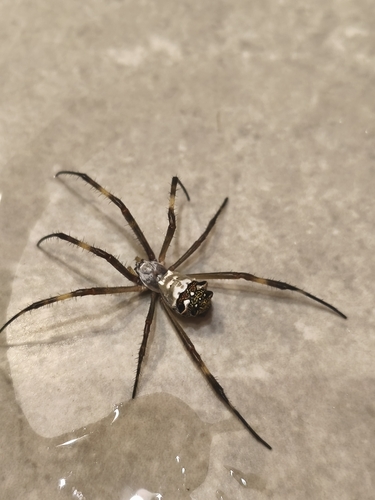 Silver Garden Orbweaver