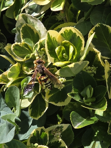 Western Cicada-killer Wasp