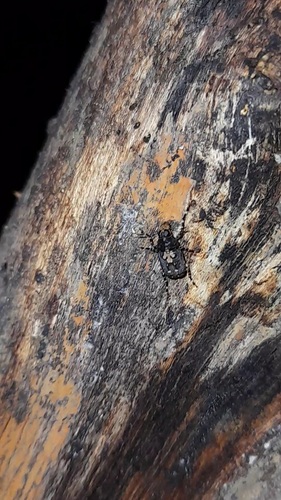 Sphinctotropis paviei