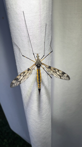 Tipula margarita