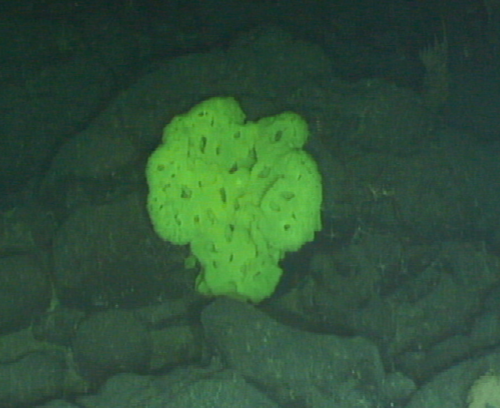 Hexactinellida, Luminescent (OTU: PD08) (Seamounts Of Canada's Large ...