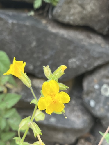 iNaturalist observation photo of seep monkeyflower