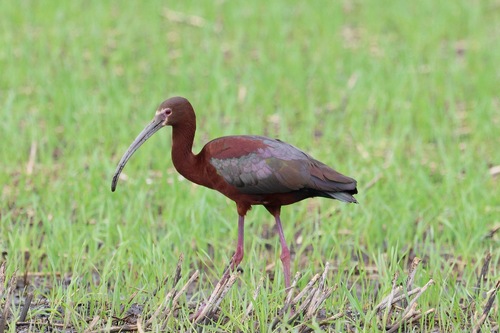 White-faced Ibis