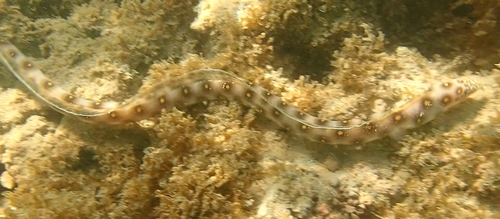 Goldspotted Eel
