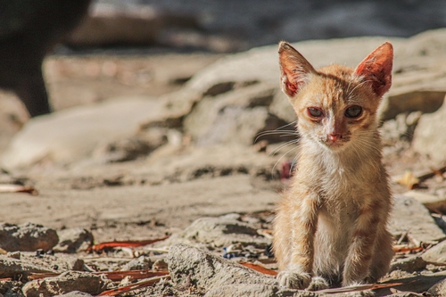 Domestic Cat