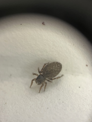 iNaturalist observation photo of Attinella dorsata