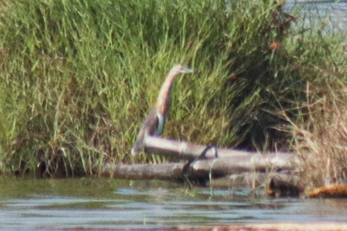 Insular Javan Pond Heron
