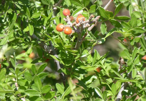 little leaf sumac