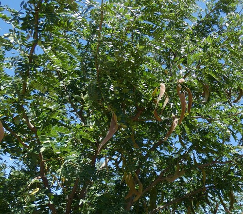 honey locust