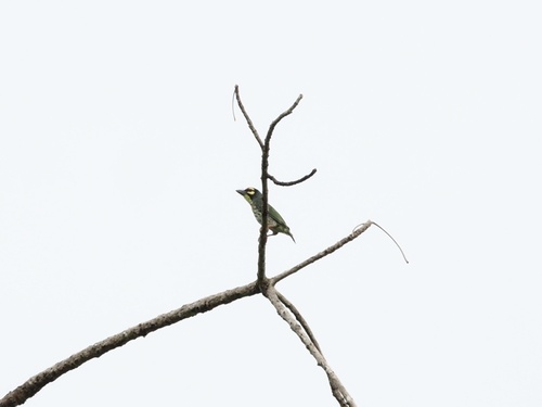 Coppersmith Barbet