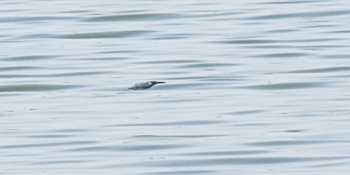 Small Blue Kingfisher