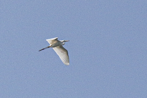 Medium Egret