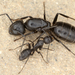 Camponotus vagus - Photo (c) gernotkunz, todos os direitos reservados, uploaded by gernotkunz