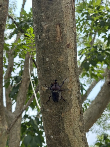 Japanese Rhinoceros Beetle