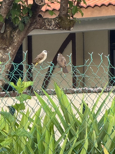 Yellow-vented Bulbul