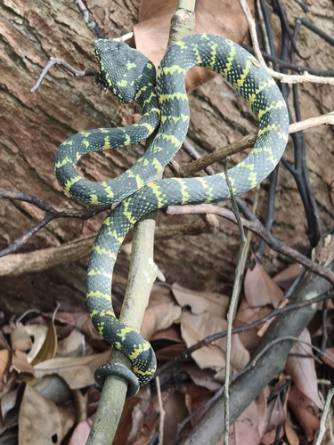 Wagler's Pit Viper