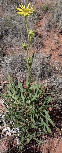 compass plant