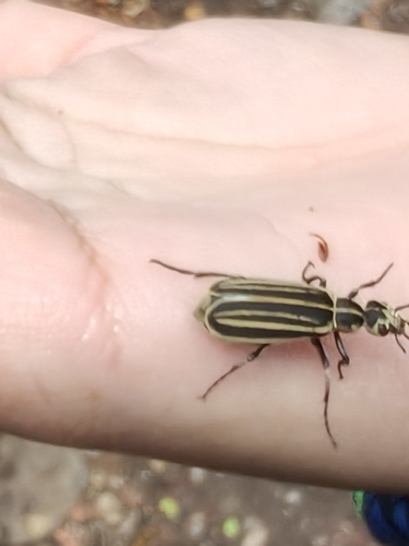 Black-striped Blister Beetle