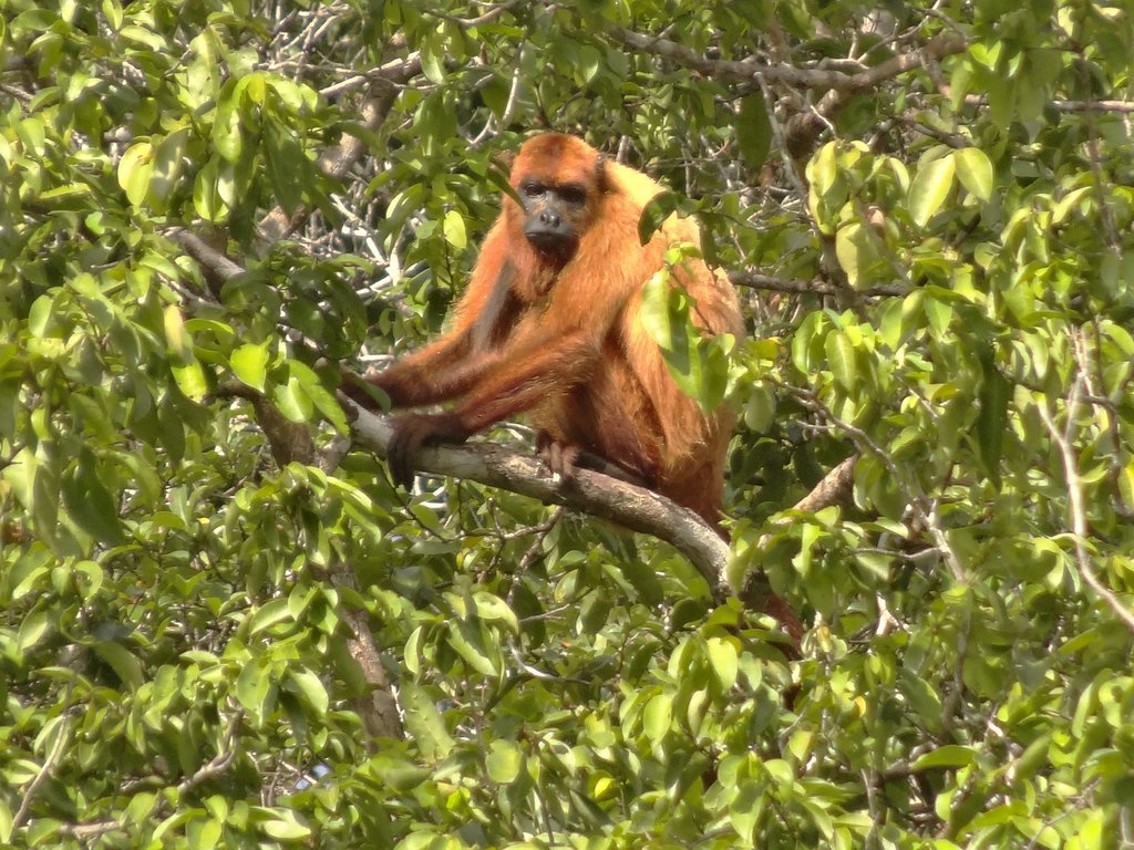 Guianan Red Howler Monkey from Potaro-Siparuni, Guyana on July 23, 2018 ...