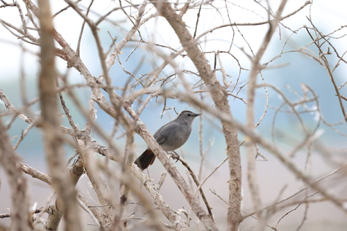 Gray Catbird