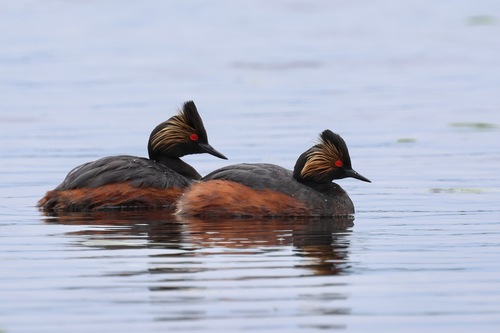 Eared Grebe
