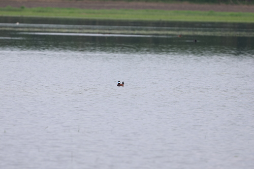 Ruddy Duck