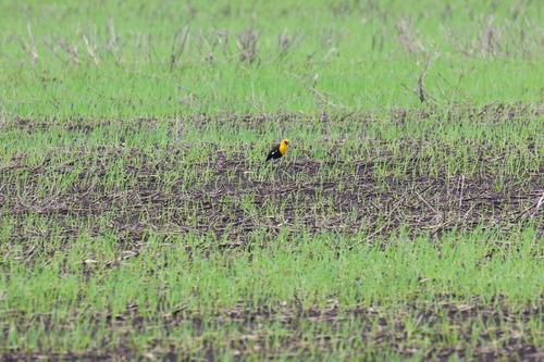 Yellow-headed Blackbird
