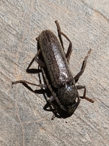 Eustromula validum