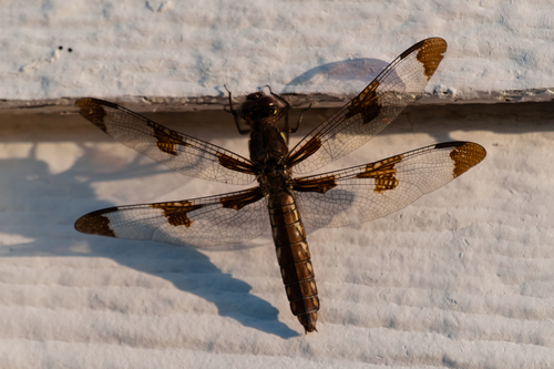 Common Whitetail