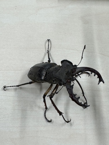 Lucanus maculifemoratus maculifemoratus