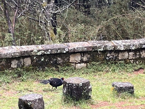 Mikado Pheasant