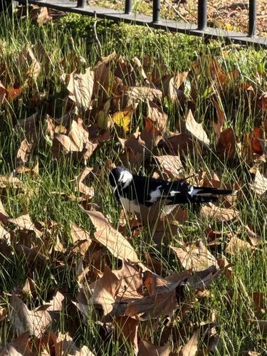 Magpie-lark