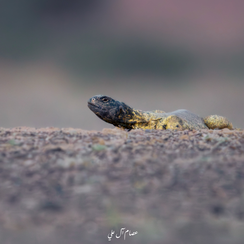 Egyptian Spiny–tailed Lizard