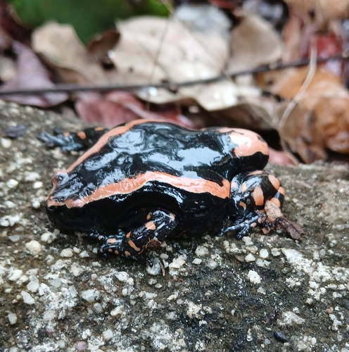 Red-Banded Rubber Frog
