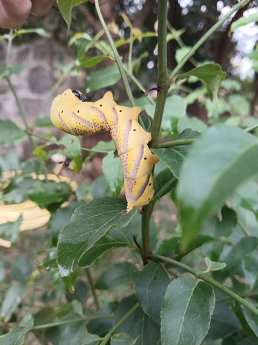 Death's Head Hawkmoth