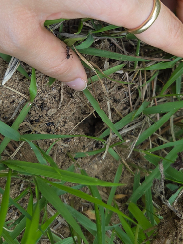 Japanese Wood Ant