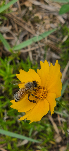 Western Honey Bee