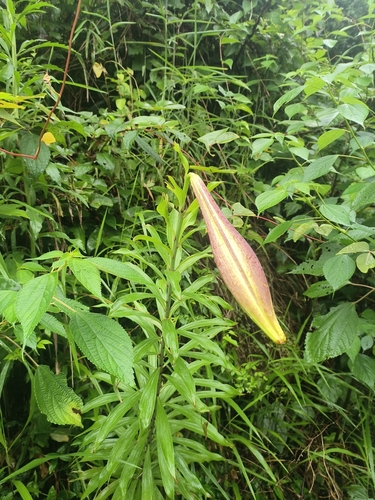 Chinese lily