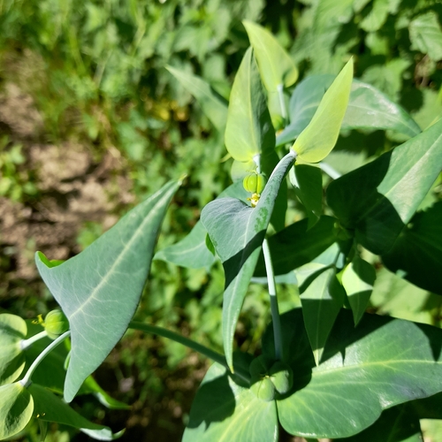 caper spurge