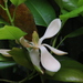Magnolia Chivillo - Photo (c) Big Birdy, todos los derechos reservados, uploaded by Big Birdy