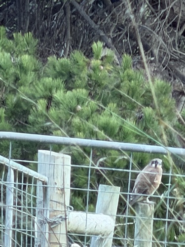 Brown Falcon