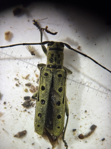 Saperda perforata