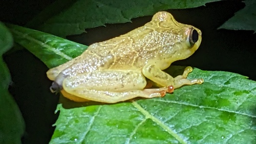 Variable Reed Frog