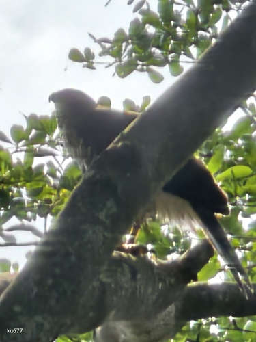Crested Goshawk