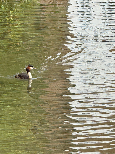 Great Crested Grebe
