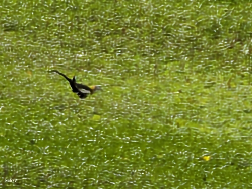 Pheasant-tailed Jacana
