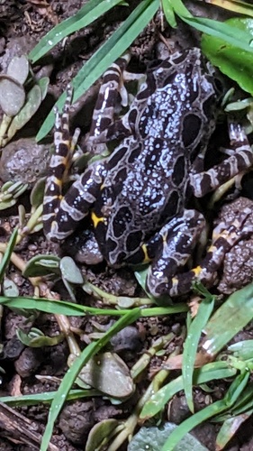 Decorated Running Frog